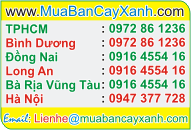 Dịch vụ cho thuê cây cảnh - cây văn phòng và chăm sóc cây cảnh